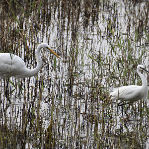 Great Egret and Little Egret, Kasai seaside park bird sanctuary