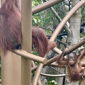 Melur and Bahmi Climbing
