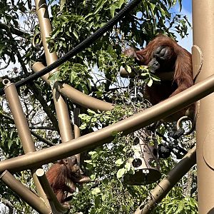 Melur and Bahmi Foraging