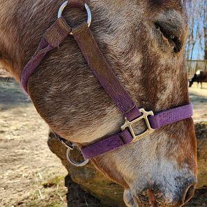 Stamford Museum & NC - Horse