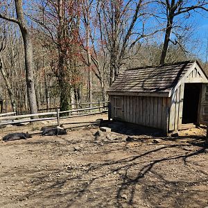 Stamford Museum & NC - (Guinea?) Hogs in sty