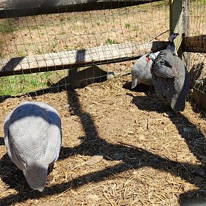 Stamford Museum & NC - Helmeted Guineafowl