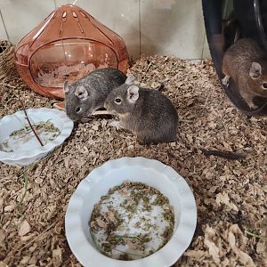 Stamford Museum & NC - Common Degu