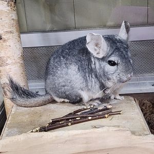 Stamford Museum & NC - Chilean Chinchilla