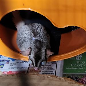 Stamford Museum & NC - Sugar Glider