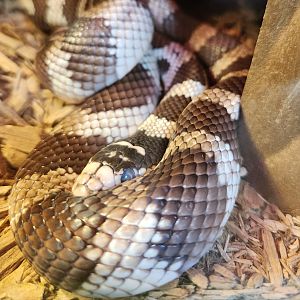 Stamford Museum & NC -California King Snake