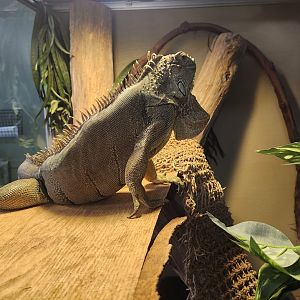 Stamford Museum & NC - Green Iguana