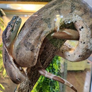 Stamford Museum & NC - Boa Constrictor