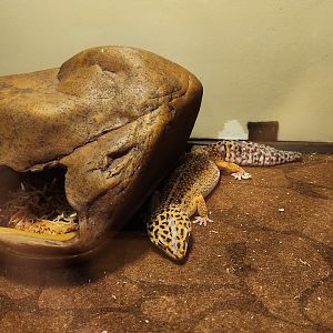 Stamford Museum & NC - Leopard Gecko