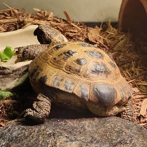 Stamford Museum & NC - Testudo horsfieldi