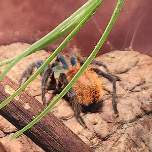 Stamford Museum & NC - Chromatopelma cyaneopubescens