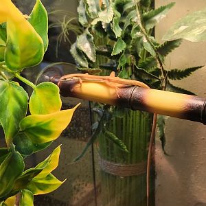 Stamford Museum & NC - Takydromus sexlineatus