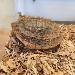 Stamford Museum & NC - Chinese Box Turtle