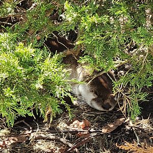 Stamford Museum & NC - North American River Otter sleeping