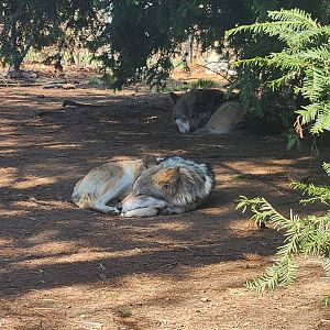Beardsley Zoo - Mexican Gray Wolves