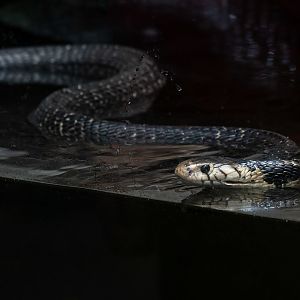 Forest cobra (Naja melanoleuca)