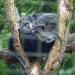Binturong (Arctictis binturong), 2023-10-07