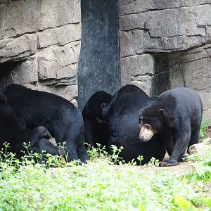 Sun bear (Helarctos malayanus malayanus), 2023-10-07