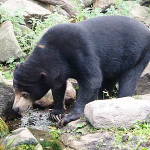 Sun bear (Helarctos malayanus malayanus), 2023-10-07