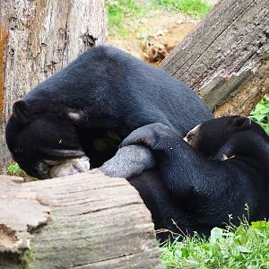 Sun bear (Helarctos malayanus malayanus), 2023-10-07