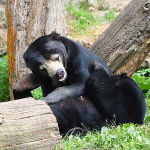 Sun bear (Helarctos malayanus malayanus), 2023-10-07