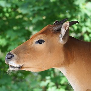 Javan banteng (Bos javanicus javanicus), 2023-10-07