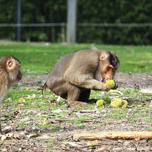 Sunda pig-tailed macaque (Macaca nemestrina), 2023-10-07