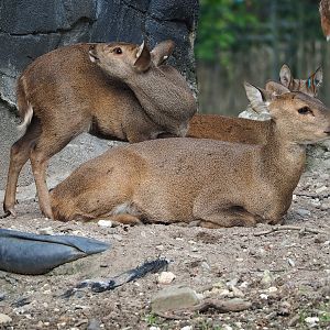 Common hog deer (Axis porcinus porcinus), 2023-10-07