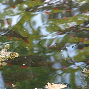 Common rudd (Scardinius erythrophthalmus) in the moat of the Rimba mixed exhibit, 2023-10-07