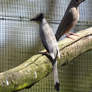 Grey hypocolius (Hypocolius ampelinus)