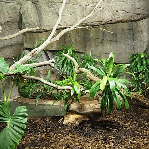 First Asian water monitor exhibit, 2023-10-07