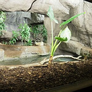 Second Asian water monitor exhibit, 2023-10-07