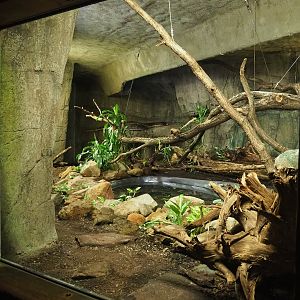 Reticulated python exhibit, 2023-10-07