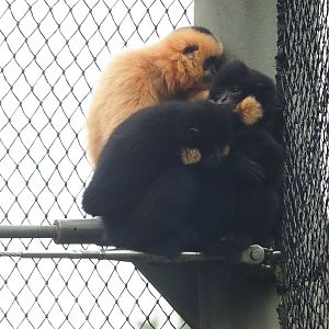 Southern Yellow-cheeked gibbons (Nomascus gabriellae), 2023-10-07