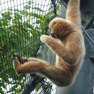 Southern Yellow-cheeked gibbon (Nomascus gabriellae), 2023-10-07