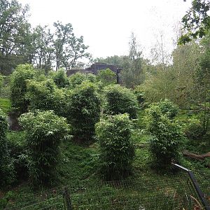 Sumatran tiger exhibit, 2023-10-07