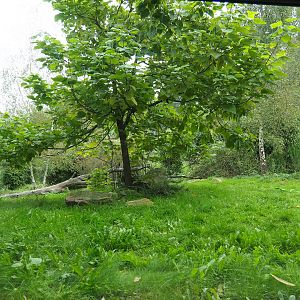 Sumatran tiger exhibit, 2023-10-07