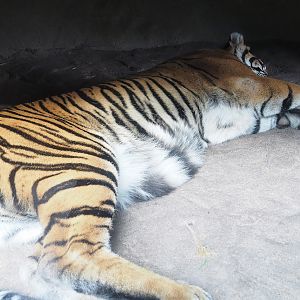 Sumatran tiger (Panthera tigris sumatrae), 2023-10-07