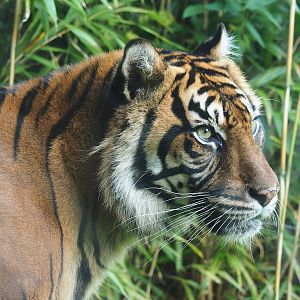 Sumatran tiger (Panthera tigris sumatrae), 2023-10-07