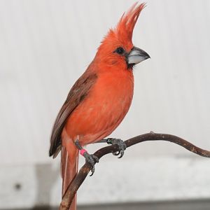 Vermilion cardinal (Cardinalis phoeniceus)