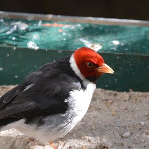 Yellow-billed cardinal (Paroaria capitata)