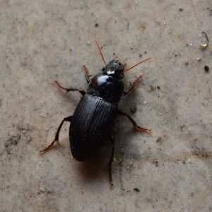 Harpalus ground beetle (Harpalus sp.)