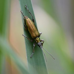 Greenish reed beetle (Donacia clavipes)