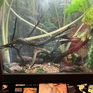 World of Reptiles - Kihansi Spray Toad Terrarium