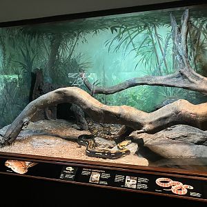 World of Reptiles - Reticulated Python Terrarium