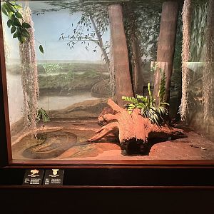 World of Reptiles - Green Anaconda/Smooth-Sided Toad Exhibit
