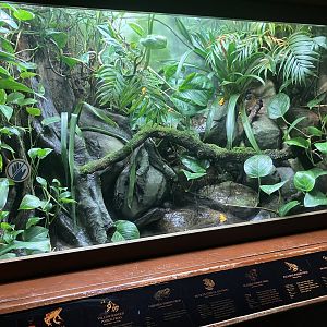 World of Reptiles - Poison Dart Frog Terrarium