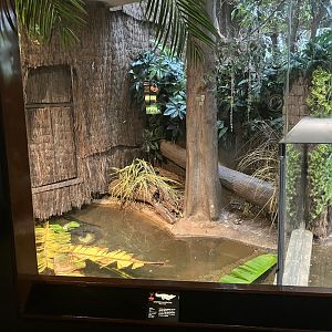 World of Reptiles - Chinese Aligator Exhibit