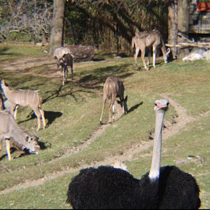 Kudu and Ostrich Exhibit; Nov. 5 2023