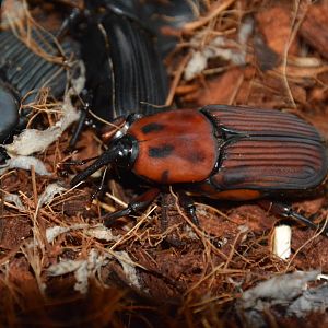 Red palm weevil (Rhynchophorus ferrugineus)